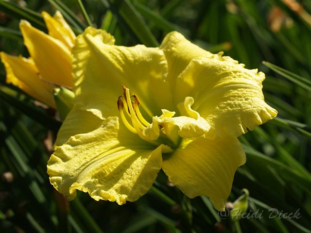 Hemerocallis Wynn.JPG